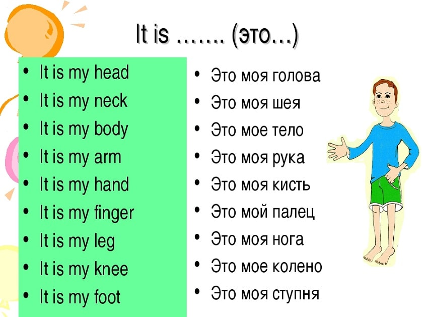 части тела на английском для детей