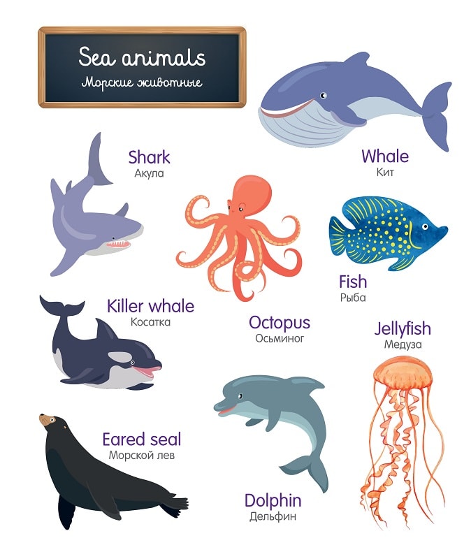 морские животные на английском языке для детей