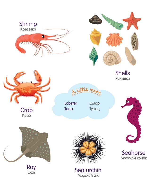 морские животные на английском языке для детей