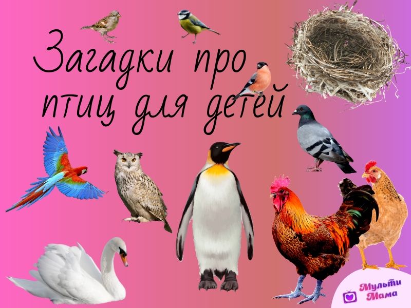 загадки про птиц для детей
