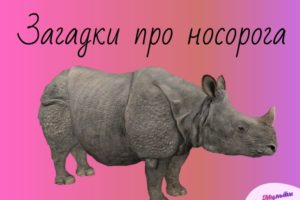 загадки про носорога